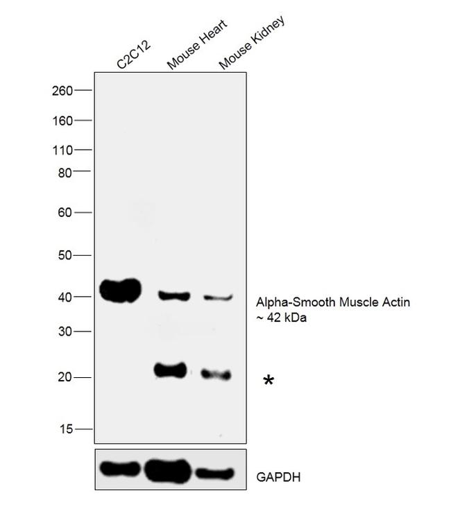 Alpha-Smooth Muscle Actin Antibody in Western Blot (WB)