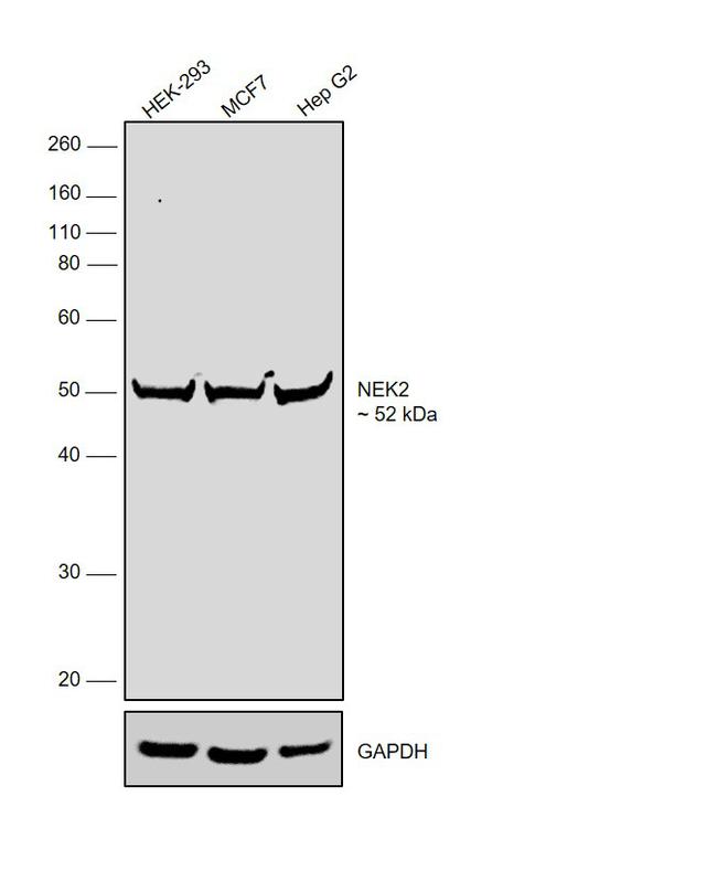 NEK2 Antibody in Western Blot (WB)