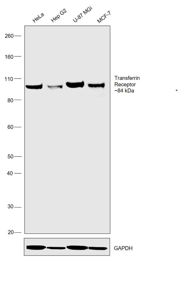 Transferrin Receptor Antibody in Western Blot (WB)