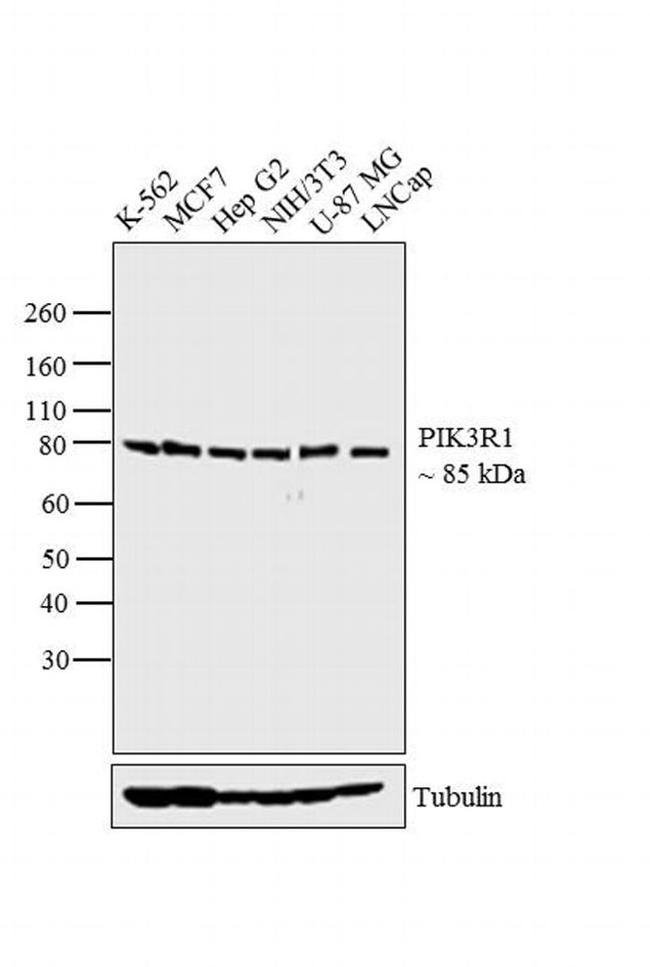 PI3K p85 alpha Antibody in Western Blot (WB)