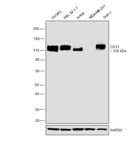 CD31 Antibody