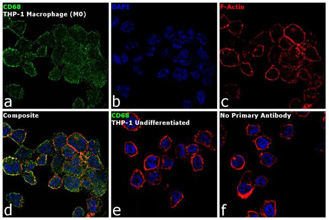 CD68 Antibody