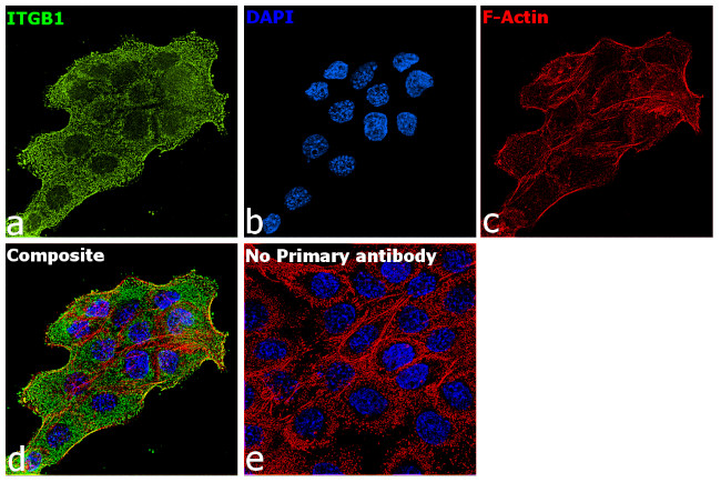 ITGB1 Antibody in Immunocytochemistry (ICC/IF)