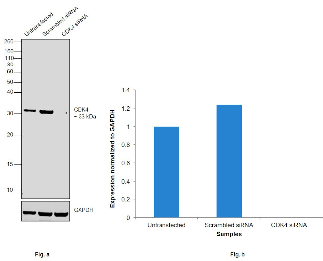 CDK4 Antibody