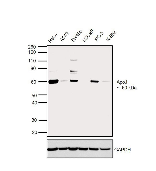 Apolipoprotein J Antibody in Western Blot (WB)