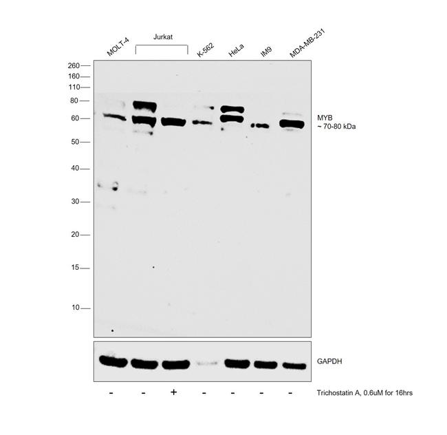 Myb Antibody in Western Blot (WB)