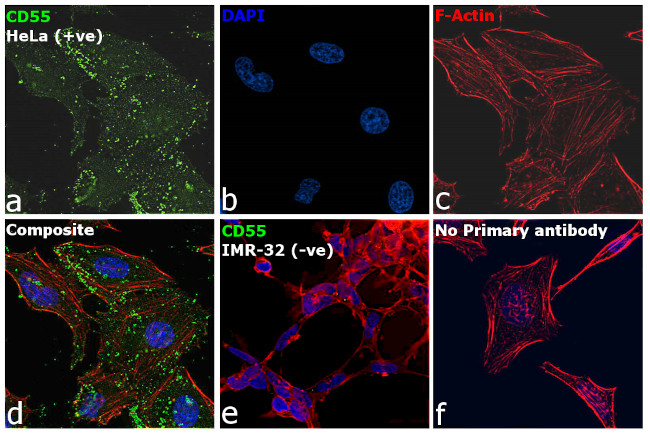 CD55 Antibody