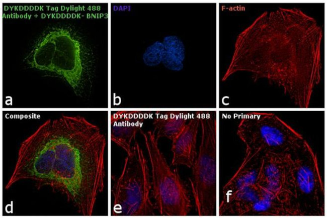 DYKDDDDK Tag Antibody in Immunocytochemistry (ICC/IF)