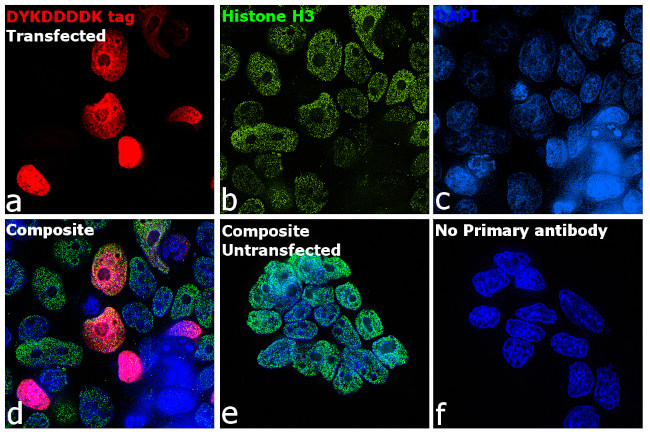 DYKDDDDK Tag Antibody in Immunocytochemistry (ICC/IF)