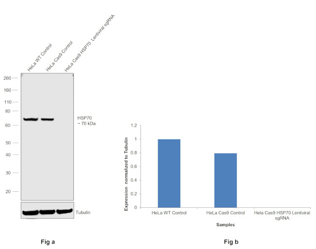 HSP70 Antibody