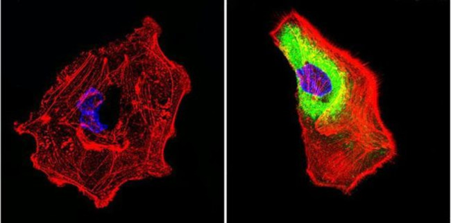 HSP70 Antibody in Immunocytochemistry (ICC/IF)