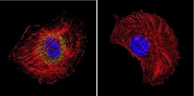 HSP70 Antibody in Immunocytochemistry (ICC/IF)