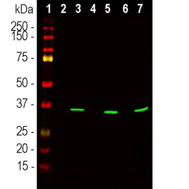 Fibrillarin Antibody in Western Blot (WB)