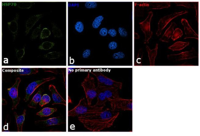 HSP70 Antibody in Immunocytochemistry (ICC/IF)