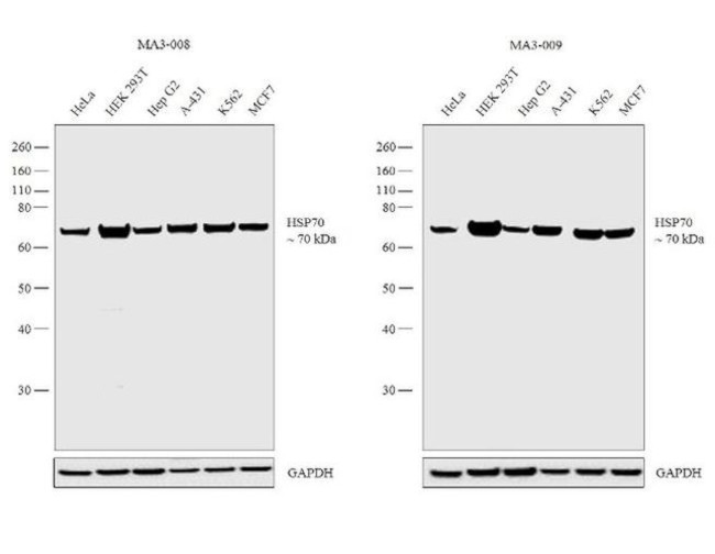 HSP70 Antibody