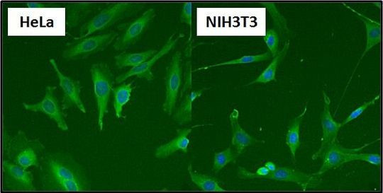 HSP70 Antibody in Immunocytochemistry (ICC/IF)