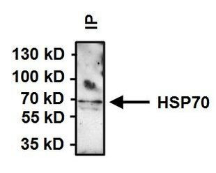 HSP70 Antibody in Immunoprecipitation (IP)