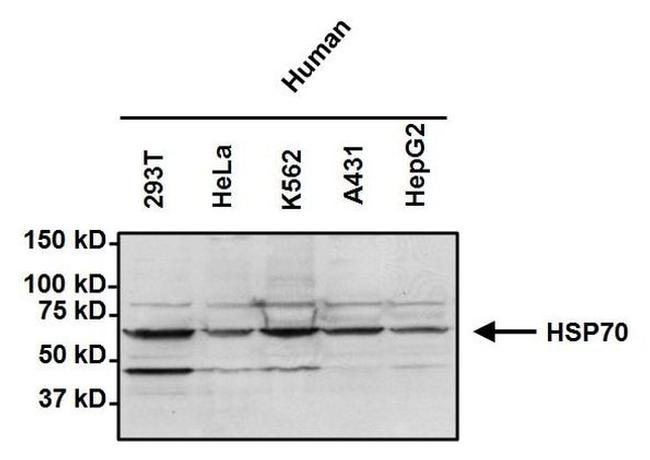 HSP70 Antibody in Western Blot (WB)