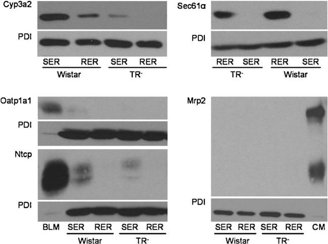 PDI Antibody in Western Blot (WB)