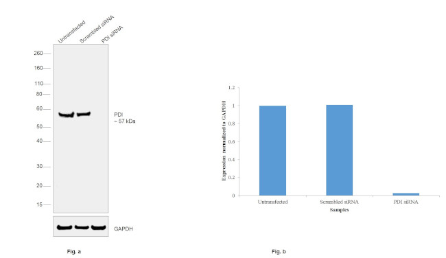 PDI Antibody