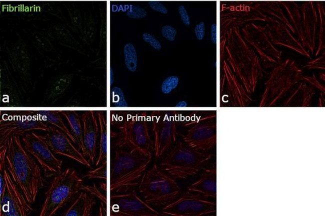 Fibrillarin Antibody in Immunocytochemistry (ICC/IF)