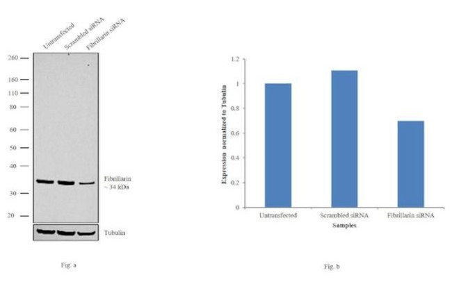 Fibrillarin Antibody