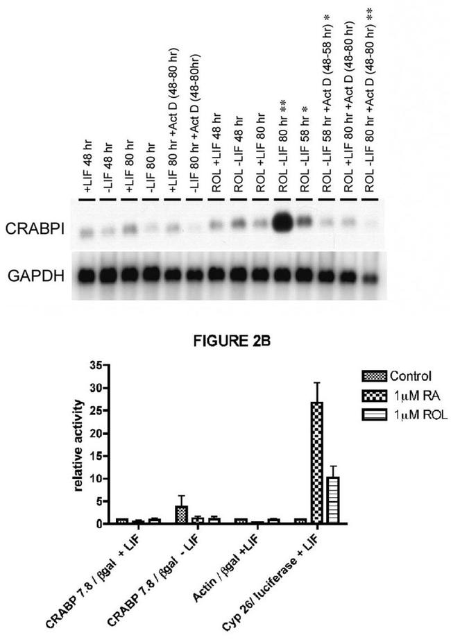 CRABP1 Antibody in Western Blot (WB)