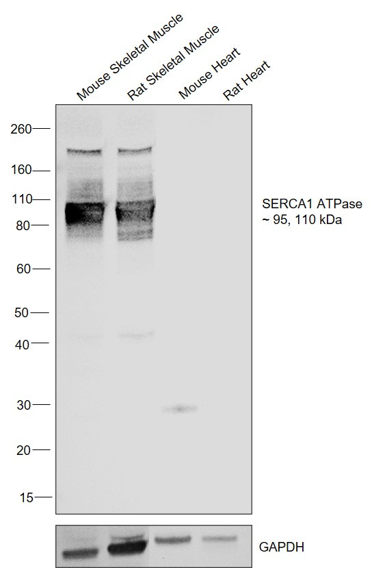 SERCA1 ATPase Antibody