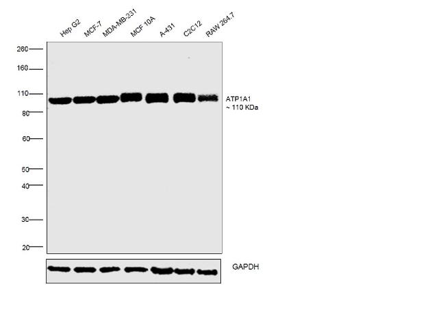 ATP1A1 Antibody in Western Blot (WB)