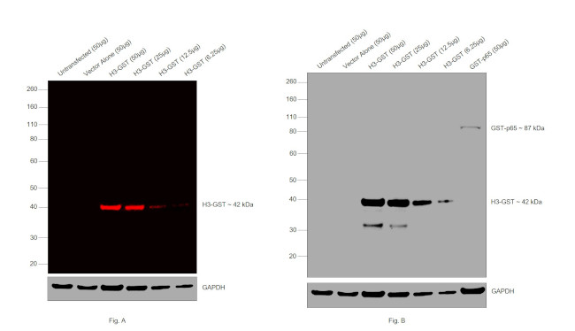 GST Tag Antibody