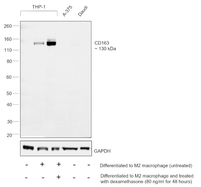 CD163 Antibody