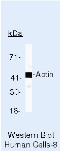 Actin Antibody in Western Blot (WB)