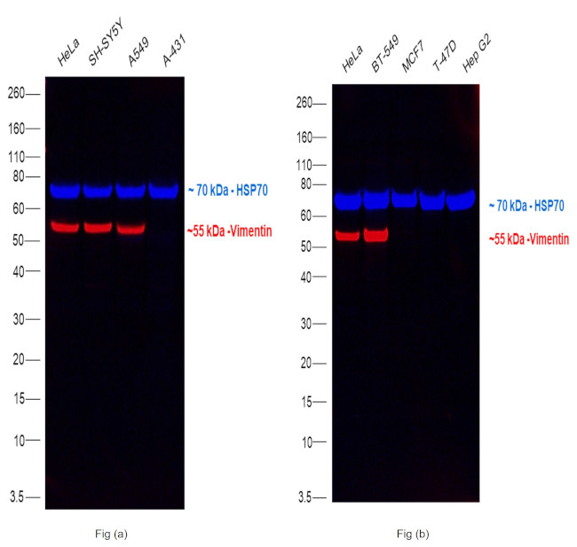 Vimentin Antibody in Western Blot (WB)