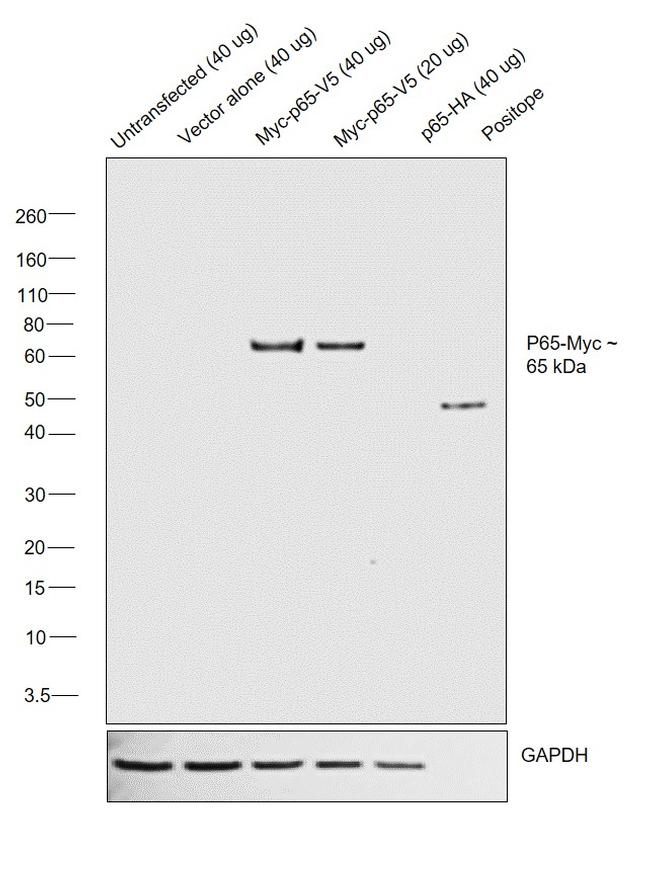 c-Myc Antibody in Western Blot (WB)