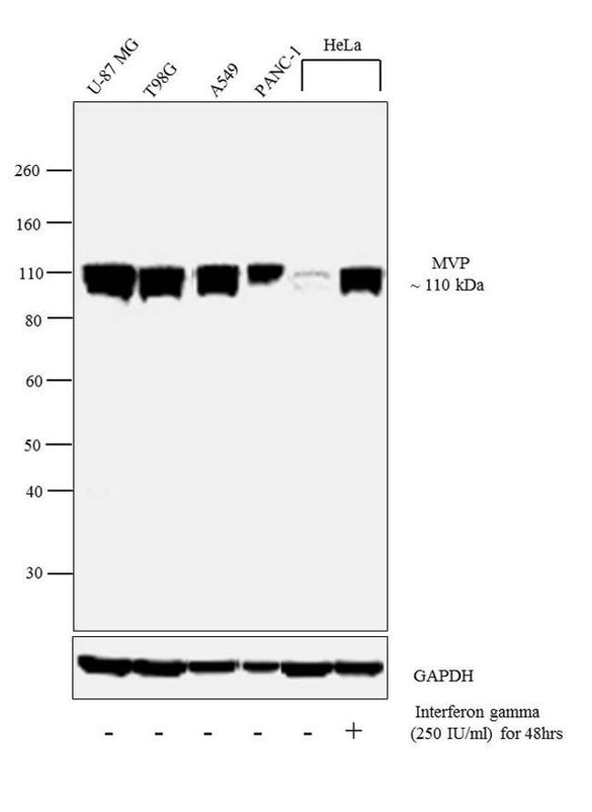 MVP Antibody in Western Blot (WB)