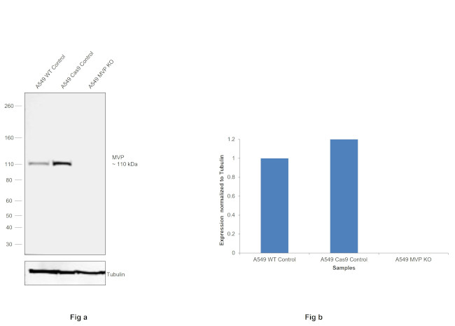 MVP Antibody in Western Blot (WB)