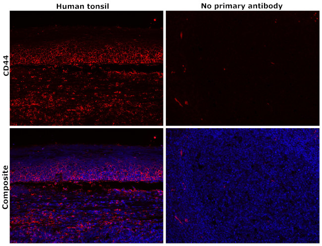 CD44 Antibody in Immunohistochemistry (Paraffin) (IHC (P))