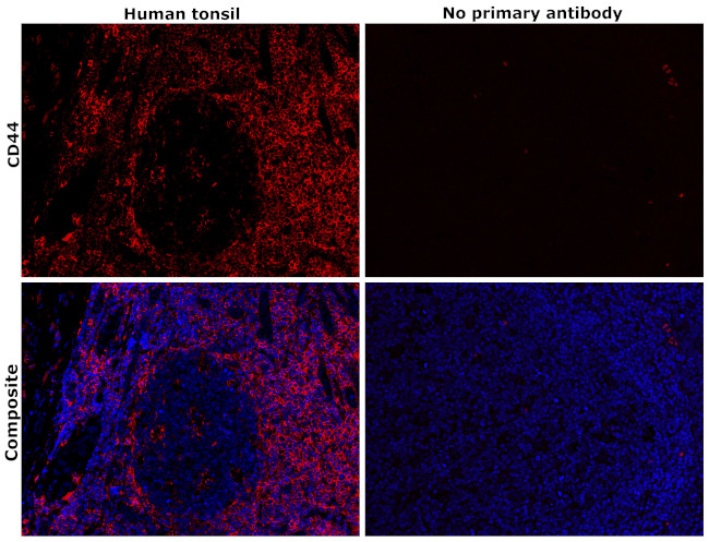 CD44 Antibody in Immunohistochemistry (Paraffin) (IHC (P))