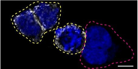 CD44 Antibody