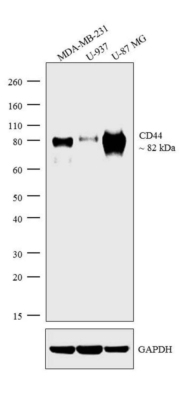 CD44 Antibody