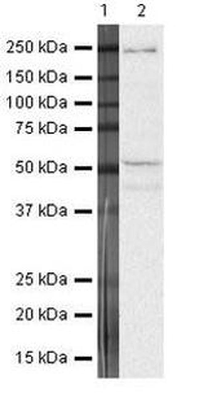 FOXP3 Antibody in Western Blot (WB)