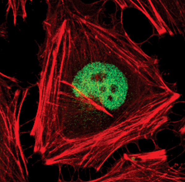 AP2 alpha Antibody in Immunocytochemistry (ICC/IF)