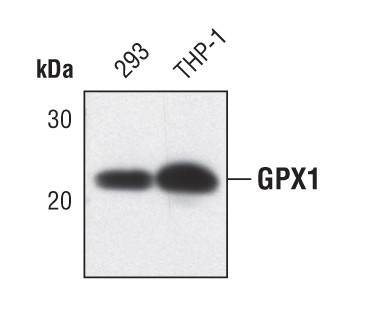 GPX1 Antibody in Western Blot (WB)
