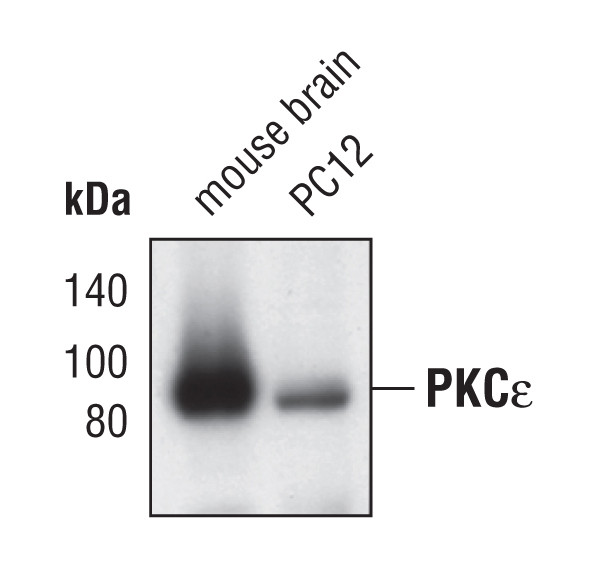 PKC epsilon Antibody in Western Blot (WB)