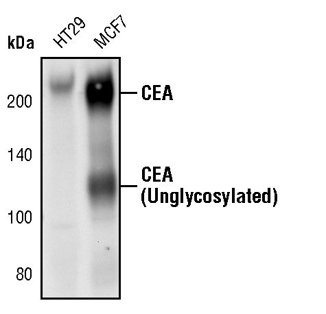 CEA Antibody in Western Blot (WB)