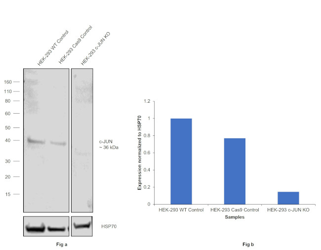 c-Jun Antibody in Western Blot (WB)