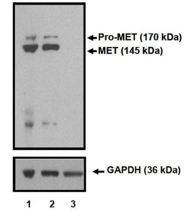 c-Met Antibody