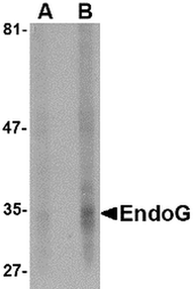 ENDOG Monoclonal Antibody (7F2G10) (MA5-15759)