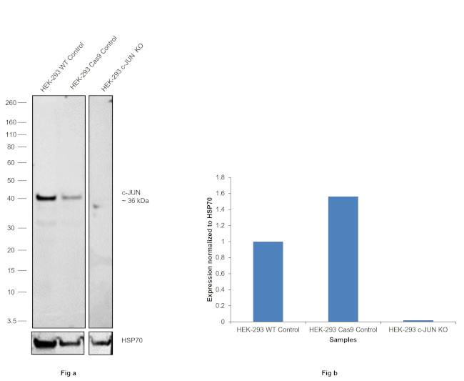 C Jun Monoclonal Antibody 5b1 Ma5 15881 3966