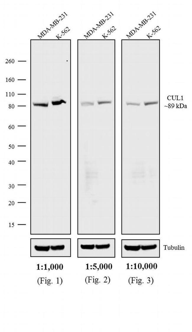 Mouse IgG1 (Heavy chain) Secondary Antibody in Western Blot (WB)